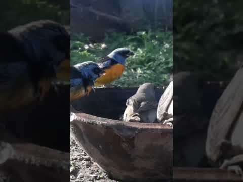 Birdday 218 Naranjeros 1709 25