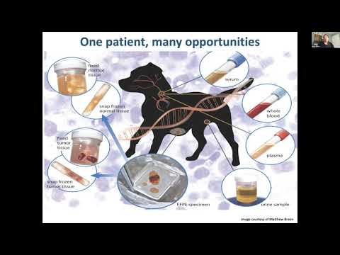 How Dogs are Helping Us Understand Cancer