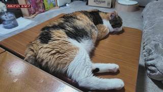 三毛猫フミちゃん　 LIVE配信　2026年7月24日　calico cat　(LIVE stream)