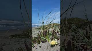 Living by the Pacific Ocean ✨️ Eureka California