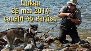 preview picture of video 'Siberian Husky caught 45 fish! Garfishing 25 maj 2014'