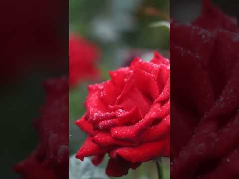 red roses 🌹#shorts #ytshort