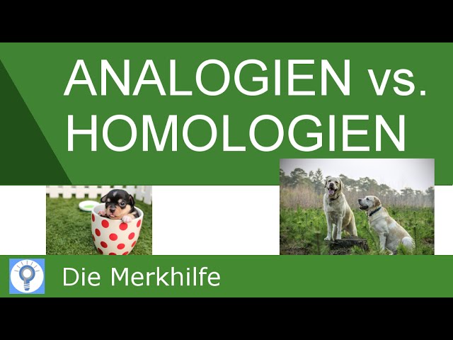 Understanding Analogies and Homologies in Animal Systematics | Galaxy