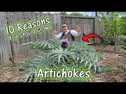 download lagu mp3 mp4 Artichoke Varieties, download lagu Artichoke Varieties gratis, unduh video klip Artichoke Varieties