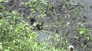 Download lagu Kirnadi - Hello sayang mp3