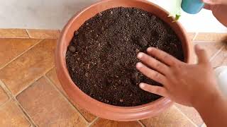 Como plantar PEPINO em Vasos da Forma mais fcil que existe!