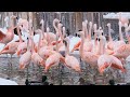 Do Our Chilean Flamingos Like The Cold