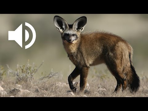Otocyon 🦊: the big-eared fox and its secrets | Bat-eared Fox Sounds & Calls 🦇👂🔊