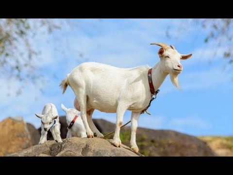 Uzgoj koza: Tri muže dnevno - više mleka!