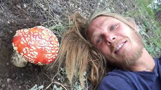 Wild Amanita Muscaria!!! Wild Magic Mushroom :P