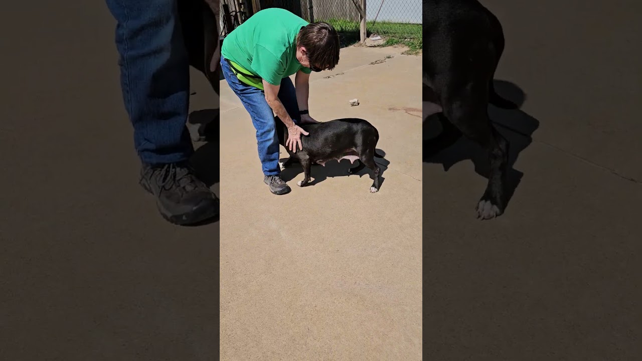 Zena, a Adoptable Pit Bull Terrier in Kingman, KS video 6/6