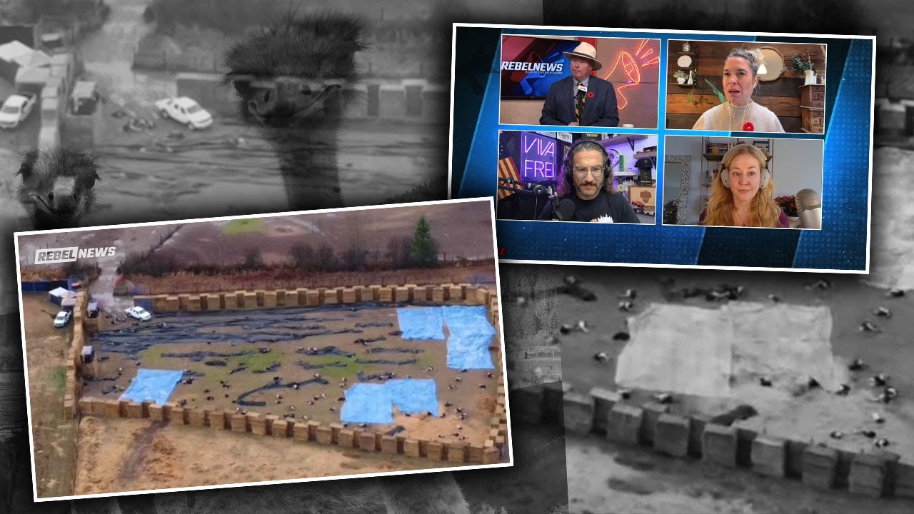 Exclusive drone footage reveals 'bloodbath' at B.C. ostrich farm