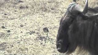 Safari extension tanzania