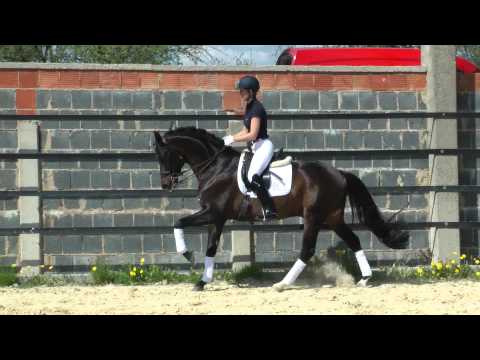 Stoiber SN, Vorführung am 05.05.2013, geritten von Steffi Wolf