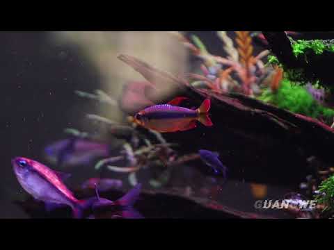 Alestopetersius brichardi