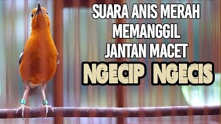 Download lagu SUARA PANGGILAN ANIS MERAH NGECIP NGECIS 100% AMPUH MERANGSANG GACOR ANIS MERAH BISU mp3