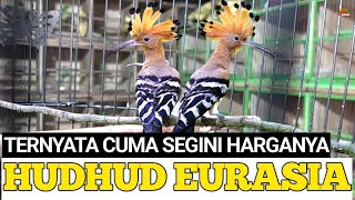 Download lagu Eurasian Hudhud/Hudhud Bird! The Most Rare Imported Ancient Bird! TURNS OUT IT'S ONLY THIS MUCH? mp3 Download lagu Eurasian Hudhud/Hudhud Bird! The Most Rare Imported Ancient Bird! TURNS OUT IT'S ONLY THIS MUCH? mp3