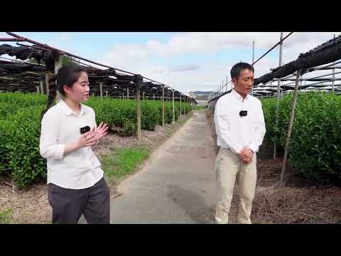 欧米言語文化学科 ようこそ城陽へ！特産物紹介てん茶