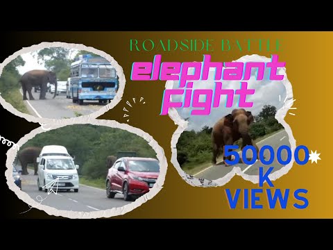 "Epic Elephant Encounter: Intense Roadside Battle Between Majestic Giants"