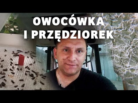 Co zastosować na owocówkę i przędziorka? - Darek Ziarko