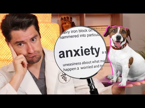 Anxiety and Your Dog.  How veterinarians treat anxiety in the dog