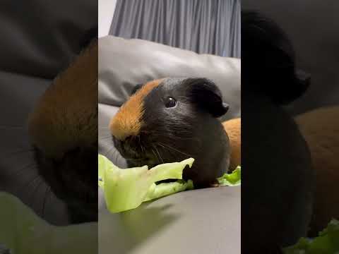 close up guinea pig adorable