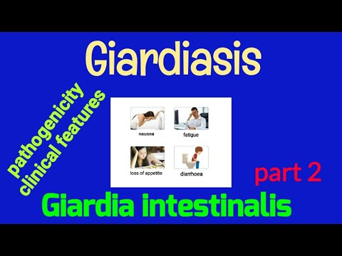 Giardia cysts cytology