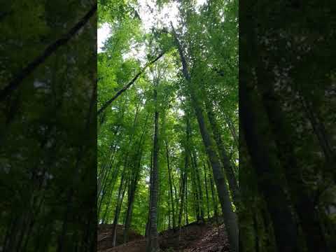 La cele 7 Izvoare de leac - Merisani, Jud.Arges