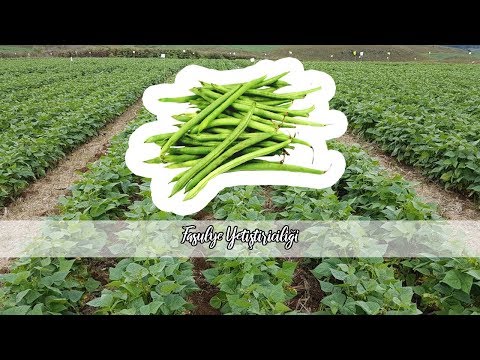 download lagu mp3 mp4 Fasulye Dikimi Ne Zaman, download lagu Fasulye Dikimi Ne Zaman gratis, unduh video klip Fasulye Dikimi Ne Zaman