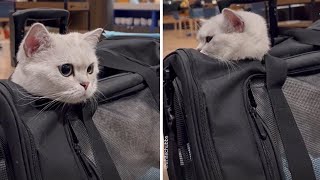 Adventurous cat escapes carrier and greets passengers on plane #shorts