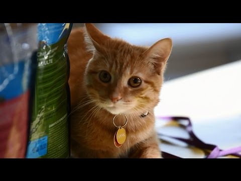 Animal Nutrition with Stacy Lynn Fernandes: Indoor Cats