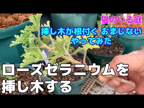 アイビーゼラニウム（Pelargonium peltatum）の挿し木はいつ、どのように行うのですか？チュートリアルとビデオ  庭園