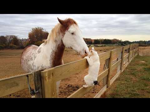 Les chats et les chevaux ont aussi des interactions, vous savez les vidéos d'animaux mignons.