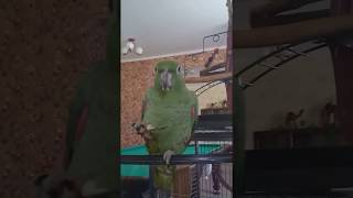preview picture of video 'Попугай ест из ложки ! ФЛИНТЮжноуральск,гостиница Благодать'