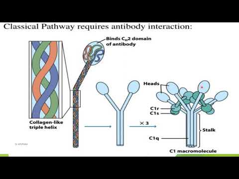 Complement System