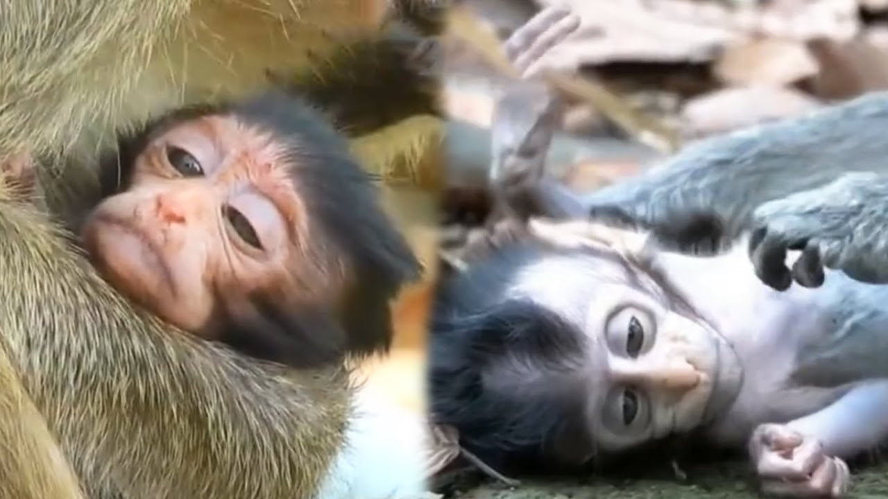 The baby monkey had no milk to drink and became increasingly exhausted.