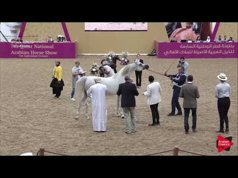 N.234 AG NOBEL ALEXIA - 2019 Qatar Individuals - Mares 7-10 Years Old (Class 8A) .mp4