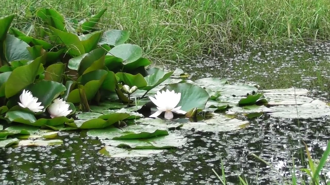Part One: A dynamic love, hope, and healing light meditation.