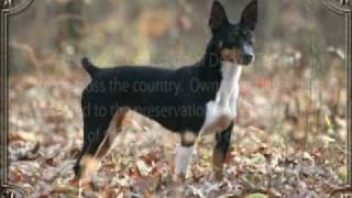 preview picture of video 'Heritage Decker Terrier Registry'