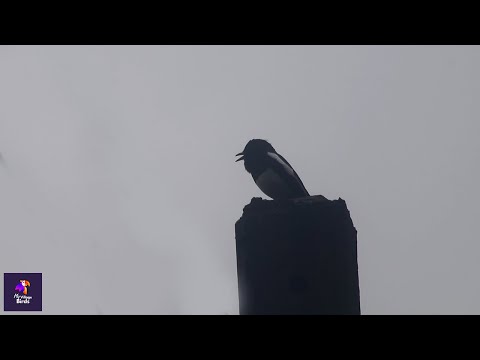 Dhjal orientálny (Copsychus saularis) — video o speve a chove