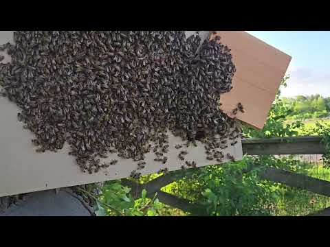 🐝 Wild Bee Swarm Moves Into My Trap | Amazing Cluster Settling
