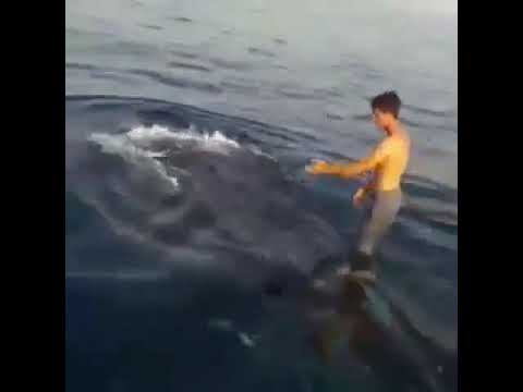 balina üzerine çıkan adam