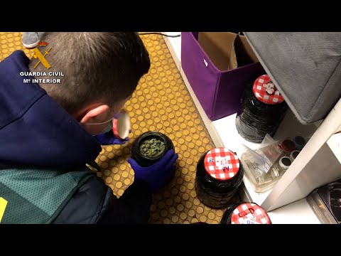 Desmantelada una asociación cannábica en Ermua (Bizkaia)