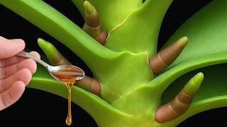 Pour a spoon into the roots of an orchid and even the weakest will become stronger