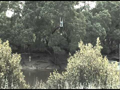 Broken Fall Organic 2011