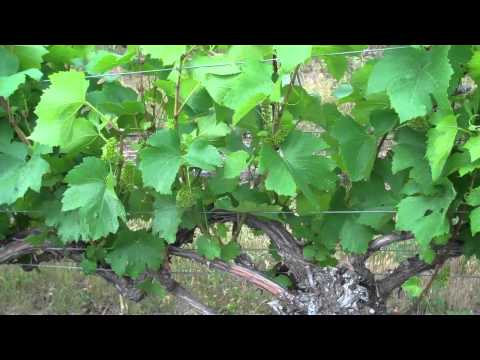 Nick Goldschmidt - Suckering Vines Part 2