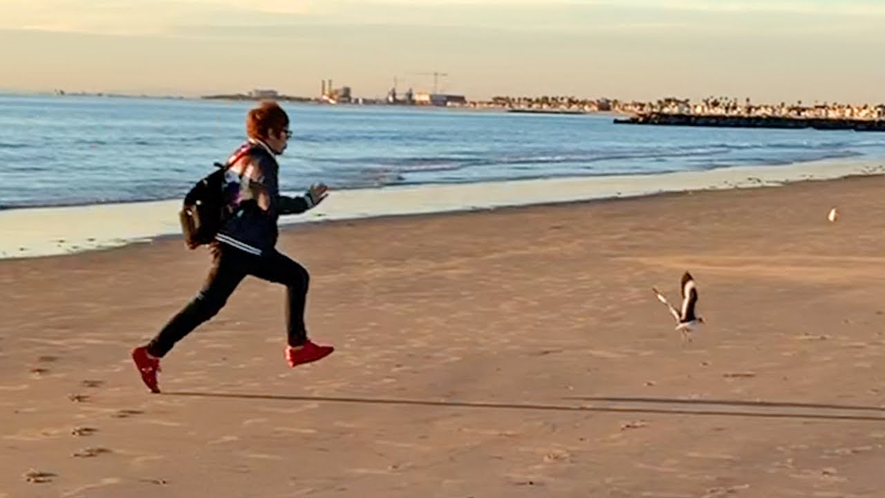 ロスのビーチの夕日に感動しカモメを全力で追いかける心の透き通った少年