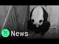 Giant Panda Mei Xiang Gives Birth to ‘Miracle’ Cub at Smithsonian National Zoo