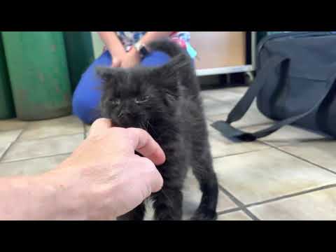 Kitten born with limb deformity is learning to walk after weeks of splinting the ankle.
