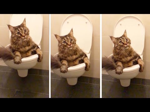 Cute Cat Gets Stuck In A Toilet Bowl